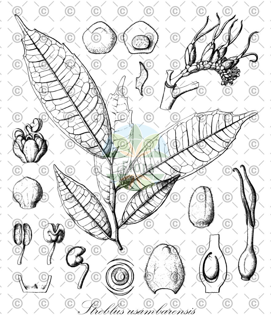 HistAbb_wfo-0000562066_2_ENZY_Simple | Historische Abbildung von Streblus usambarensis - | Historical Illustration of Streblus usambarensis - 