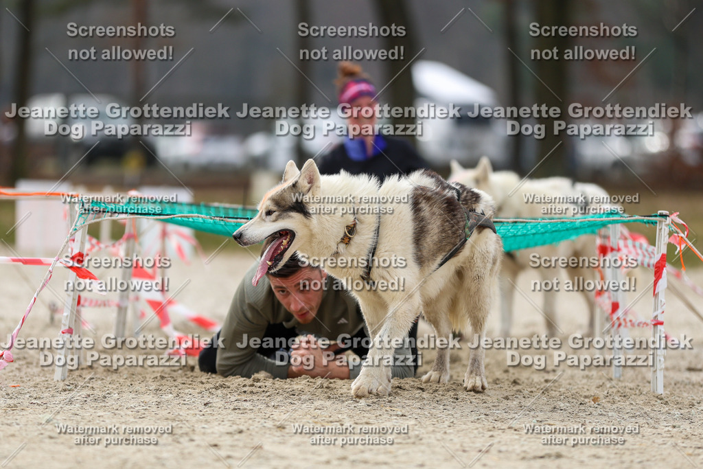 Dog Paparazzi - Strongdog North Mrz26-5736 | Dog Paparazzi Jeanette Grottendiek Fotografie & Videografie - Realisiert mit Pictrs.com