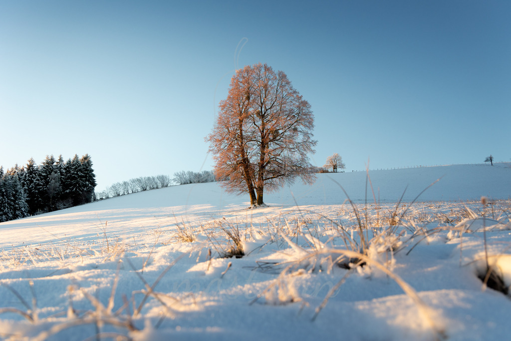 Winterwonderland Randegg | Ihre Fotografin im Lungau, ihre Fotografin im Mostviertel, Wandbilder Onlineshop, Imagefotos für Ihr Unternehmen,  - Realisiert mit Pictrs.com