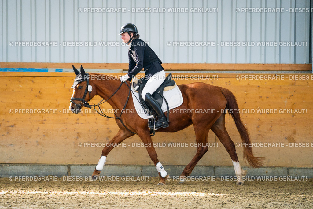 DSC01483 | Pferdegrafie