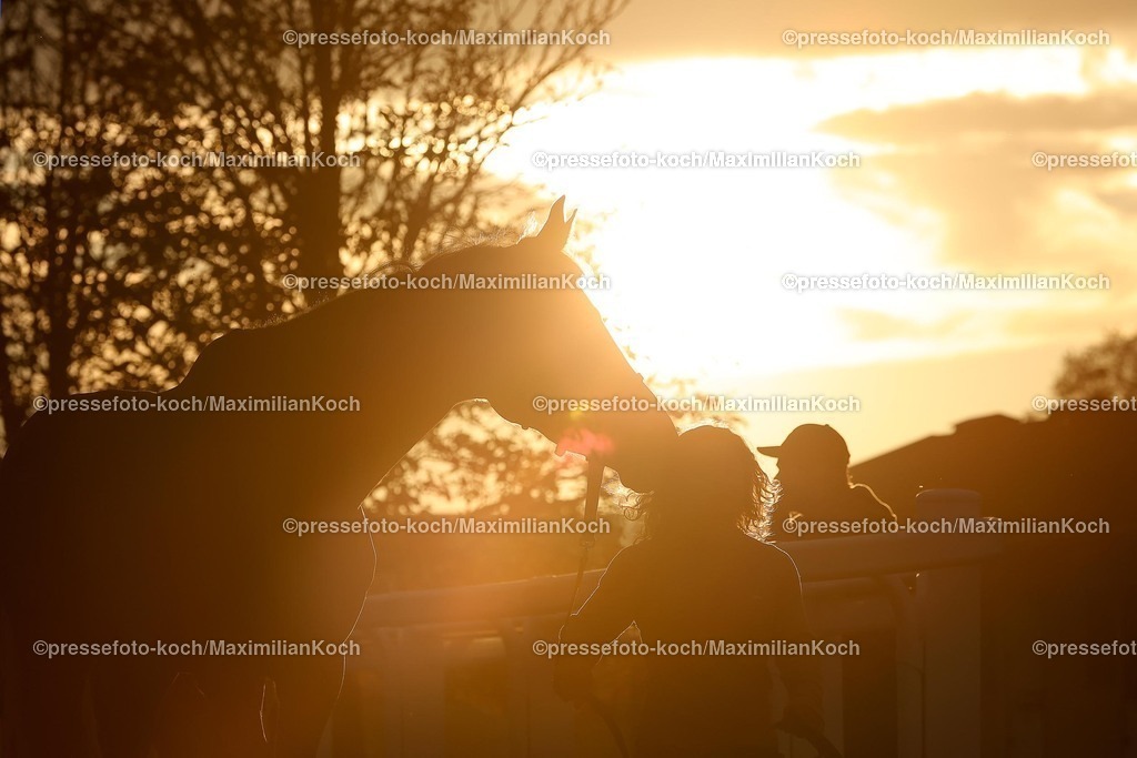 BBAG19102401070 | Pferd bei Sonnenuntergang im Führring am 19.10.2024 BBAG-Auktion in Iffezheim. Copyright by Marc Ruehl - Veroeffentlichung nur gegen Honorar (zzgl.MwSt), Namensnennung und Beleg, Bank Routing Number: BIC GENODED1PAF, Bank Account Number: IBAN DE04 3706 2600 1201 6180 17, Steuer-Nr.: 203/5266/0306, Ust_Id_Nr.: De 122081417, Zur Gaulshuette 29, 50181 Bedburg, Phone: +49-(0)2272-83351, www.marcruehl.com, info@marcruehl.com, No Model Release, Abtretung von Persoenlichkeitsrechten der abgebildeten Person/Personen liegen nicht vor. Speichern in Bilddatenbanken oder Vervielfaeltigung ist ohne schriftliche Genehmigung nicht gestattet.