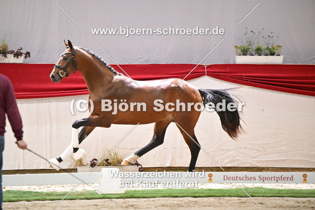 098b_Dimaggio Black - Christ_960_0719 | Björn Schroeder Pferdefotografie