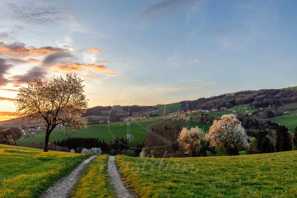 Sonnenaufgang_Blick_Aigen_Birnbaumbluete_ Mostdirn_Irmgard_Wieser- | Ihre Fotografin im Lungau, ihre Fotografin im Mostviertel, Wandbilder Onlineshop, Imagefotos für Ihr Unternehmen,  - Realisiert mit Pictrs.com