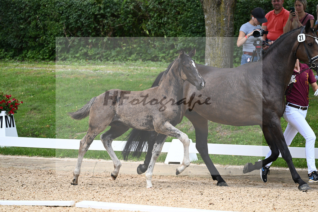 Kat-Nr. 21 HF Bowmore x Charmeur_Mueller_27230332 | hf-fotografie - Realisiert mit Pictrs.com