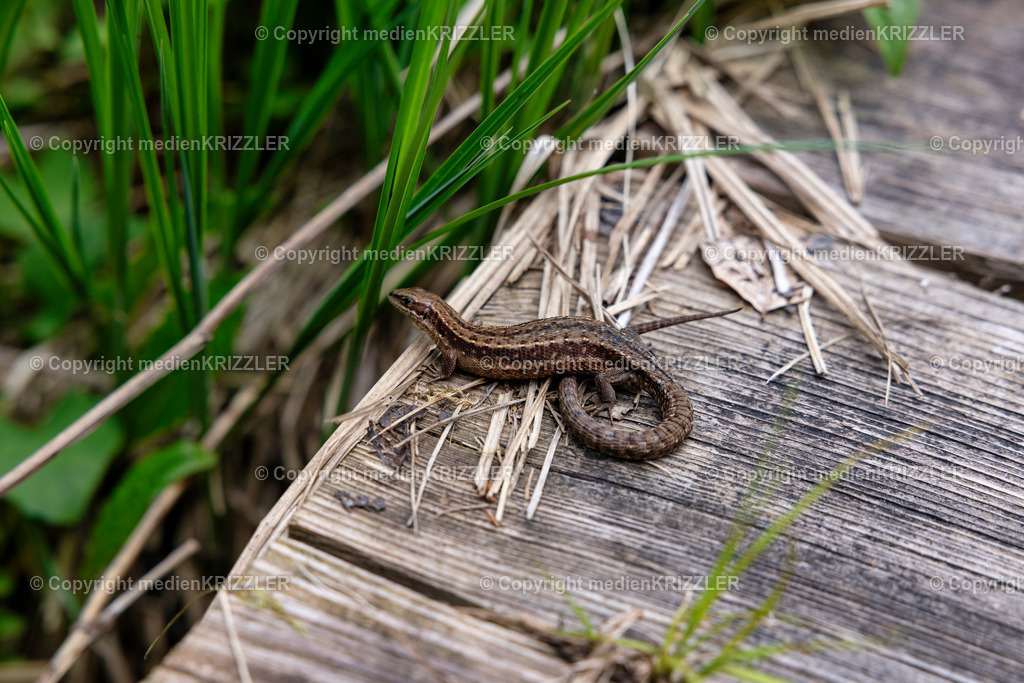 Frillensee | medienkrizzler - Realisiert mit Pictrs.com