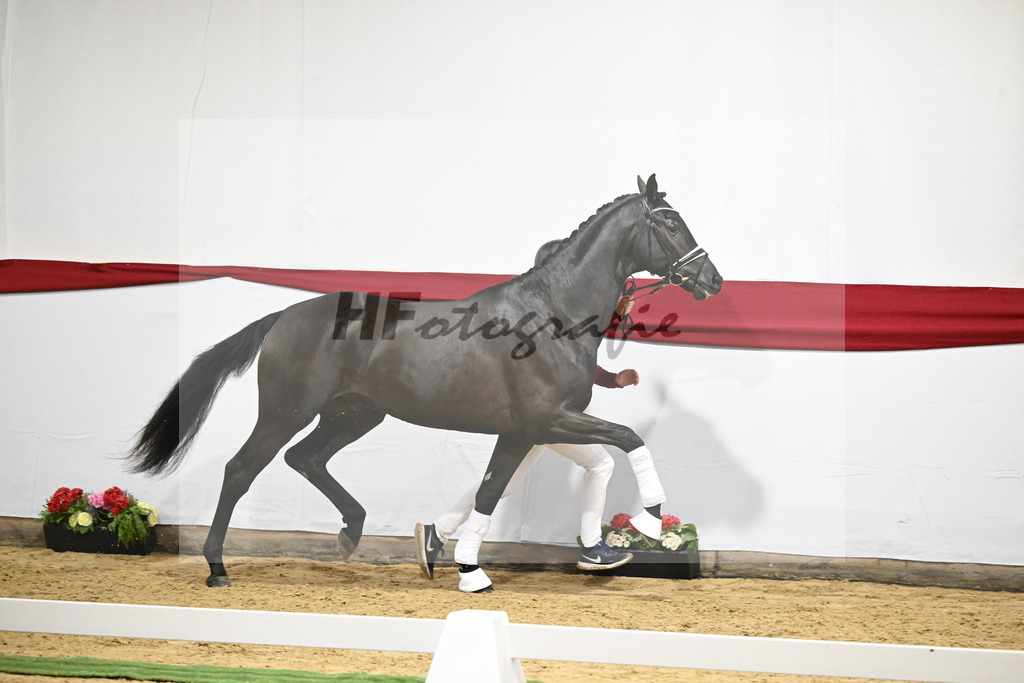 Kat-Nr. 13 v. Zackerey_Blue Hors_63220285 | hf-fotografie - Realizzato con Pictrs.com