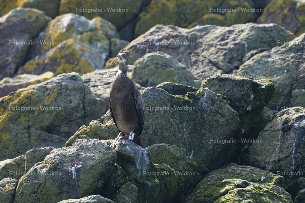 20230815 Isle of Sky - St.Andrews - Dundee-128 | Fotografie Woldron