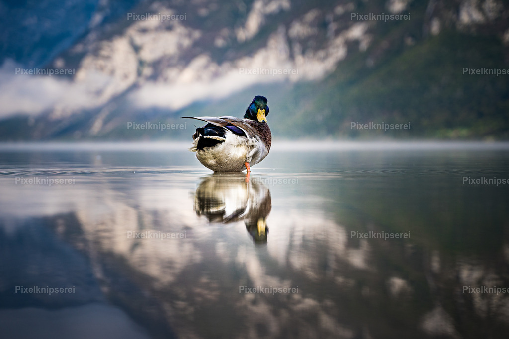 Entenspiegelung | Fotograf Tirol Imst Pixelknipserei - Realisiert mit Pictrs.com