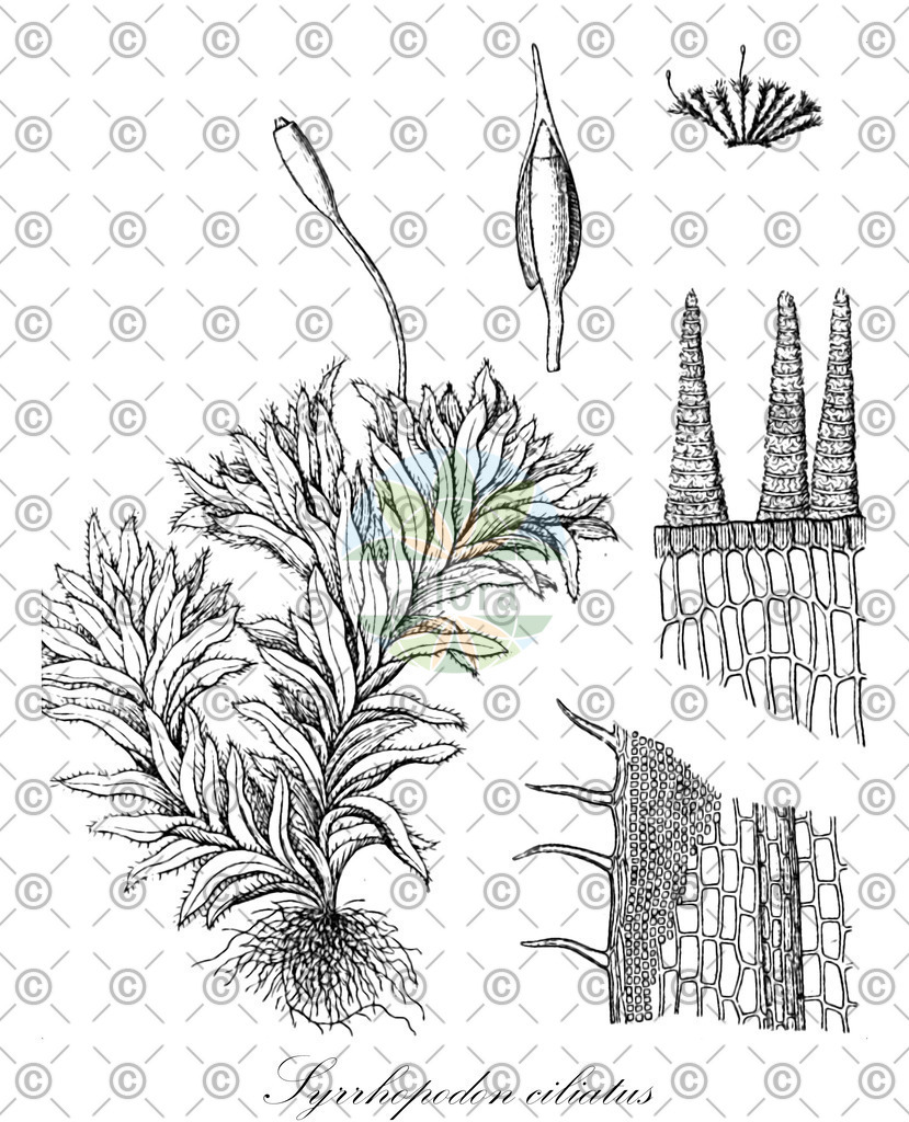 HistAbb_wfo-0001036188_1_ENZY_Simple | Historische Abbildung von Syrrhopodon ciliatus - Calymperaceae | Historical Illustration of Syrrhopodon ciliatus - Calymperaceae