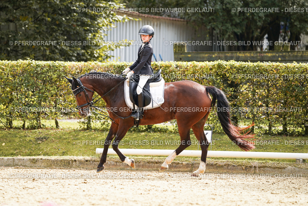 DSC01274 | Pferdegrafie