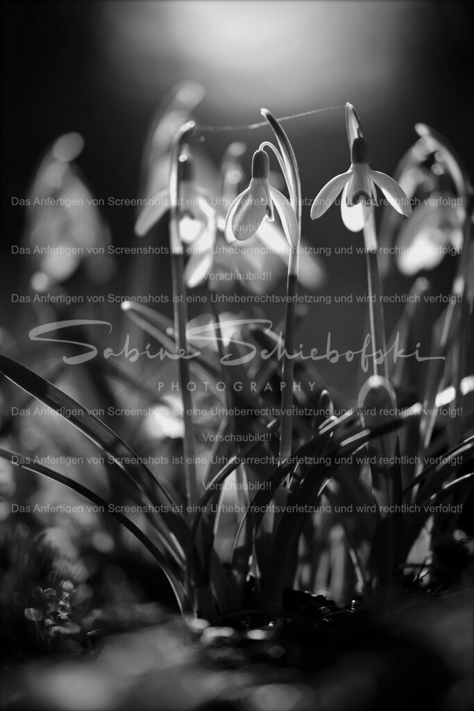 Schneeglöckchen | People- und Tierfotografie, Imageaufnahmen, Veranstaltungsfotografie und Wandbilder aus der Natur ★ Made in Germany ✔️ Druck + Downloads ✔️ Naturfotografie in Top Qualität ★ schneller Versand, weltweite Lieferung! - Realisiert mit Pictrs.com