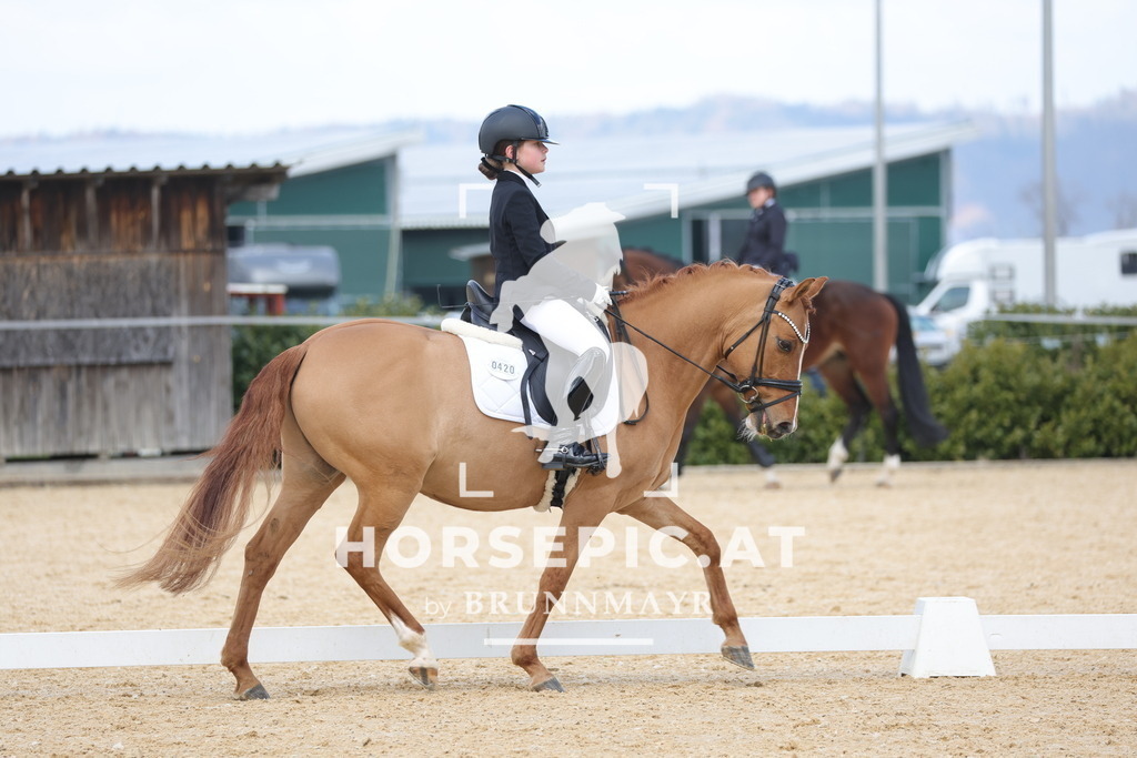 0P6A6771 | Willkommen bei Brunnmayr - Design & Fotografie – Ihrem Spezialisten für Reitturniere und Pferdeveranstaltungen in Oberösterreich, Salzburg und Bayern! Seit über 17 Jahren sind wir leidenschaftlich dabei.