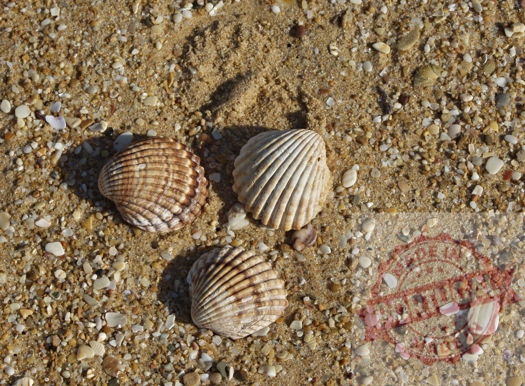 Three seashells lying on the beach sand | Three seashells lying on the beach sand, enjoying the summer sun - Realized with Pictrs.com
