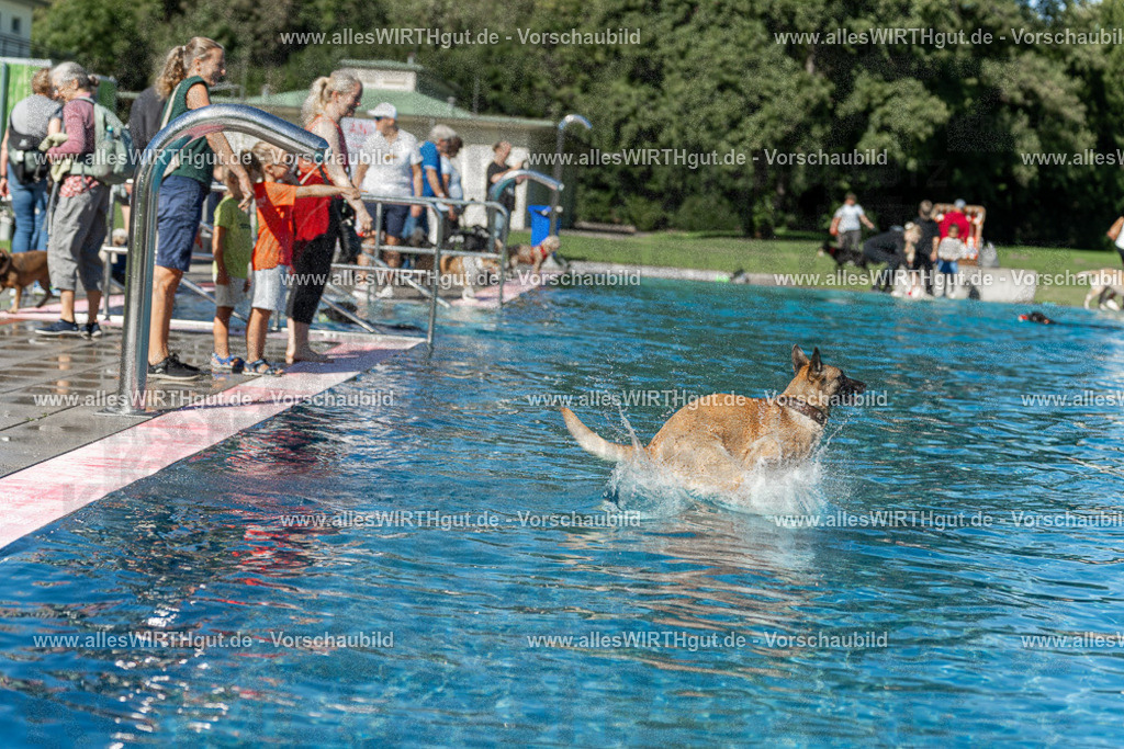 Hundeschwimmen_Volksbad_2026-allesWIRTHgut_Tierfotografie-2609061127-103753-7R509646 | Professionelle Tierfotografie in Mönchengladbach von Daniel Wirth (allesWIRTHgut). Liebevolle & natürliche Bilder von Hunden & Katzen für unvergessliche Erinnerungen.