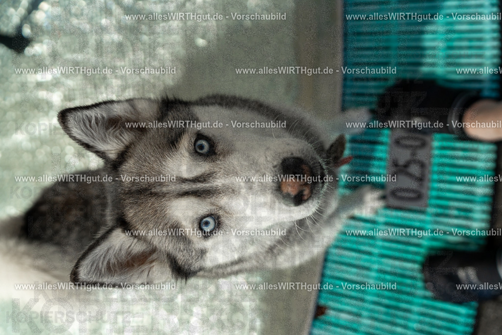 Hundeschwimmen_Volksbad_2026-allesWIRTHgut_Tierfotografie-2609061355-7R500982 | Professionelle Tierfotografie in Mönchengladbach von Daniel Wirth (allesWIRTHgut). Liebevolle & natürliche Bilder von Hunden & Katzen für unvergessliche Erinnerungen.
