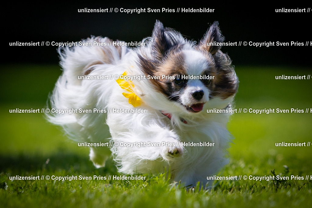 Sven Pries | 2025-08-10 - Hunderennen Durlach - Realisiert mit Pictrs.com