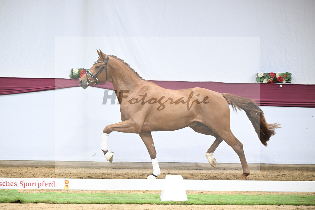 Kat-Nr. 134 Vitalis x Millennium_PBM Pfefferle GmbH_47254558 | hf-fotografie - Realisiert mit Pictrs.com