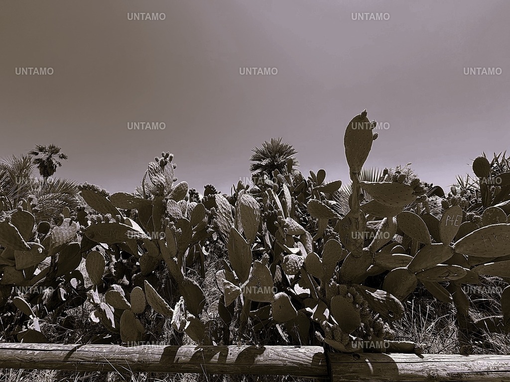 Kakteen | untamo - Realisiert mit Pictrs.com