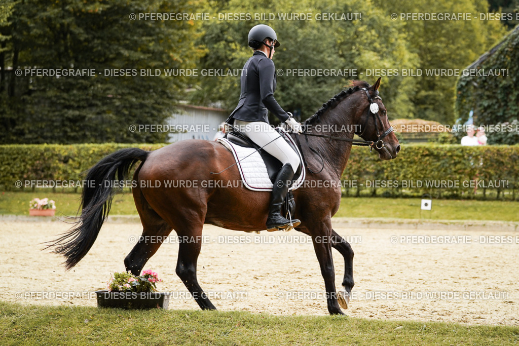 DSC00063 | Pferdegrafie