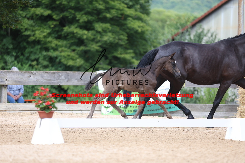 Fohlenschau_Schwäbisch_Hall_dressurbetonte_Fohlen_KN 17_3 | lmwpictures - Realisiert mit Pictrs.com