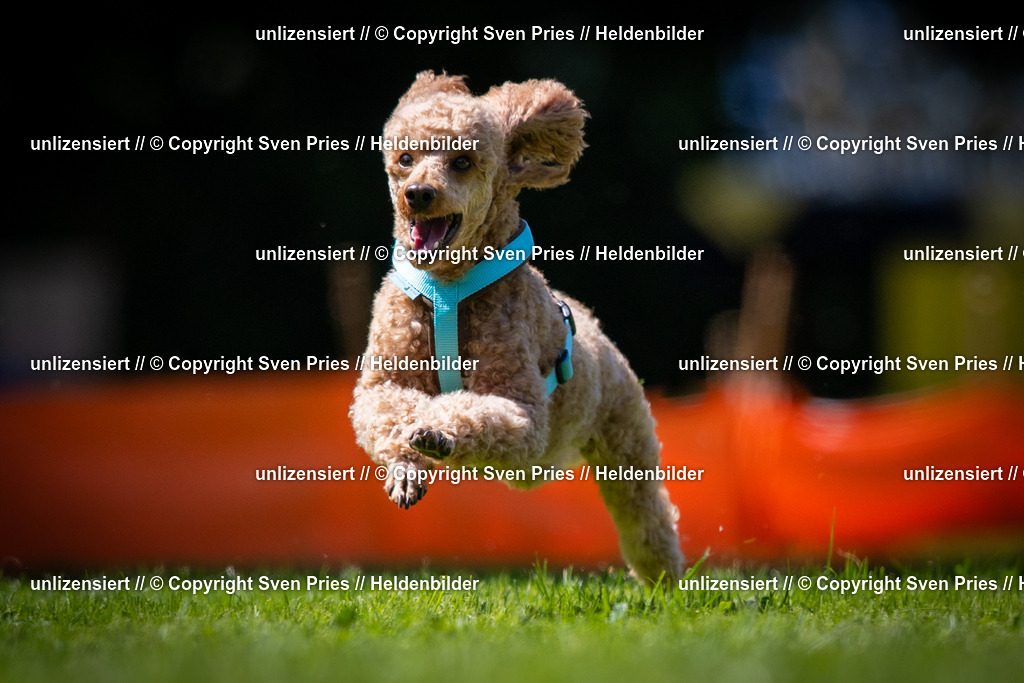 Sven Pries | 2025-08-10 - Hunderennen Durlach - Realisiert mit Pictrs.com