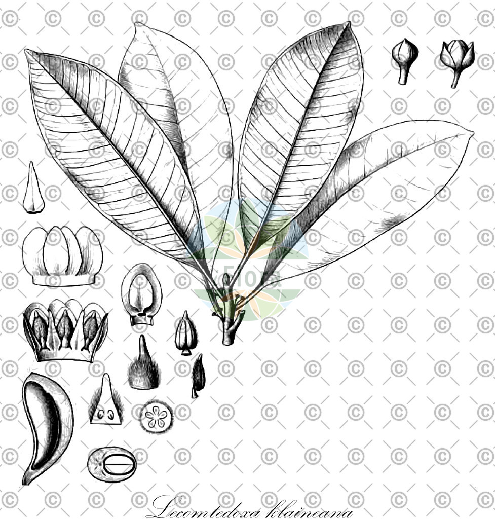 HistAbb_wfo-0000774448_2_ENZY_Simple | Historische Abbildung von Lecomtedoxa klaineana - Sapotaceae | Historical Illustration of Lecomtedoxa klaineana - Sapotaceae