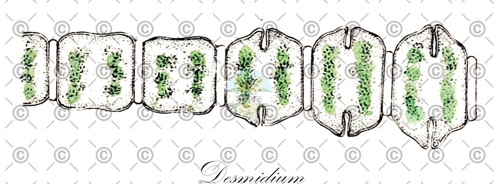 HistAbb_wfo-0000642096_1_ENZY_Simple | Historische Abbildung von Desmidium - Desmidiaceae (0) | Historical Illustration of Desmidium - Desmidiaceae (0)