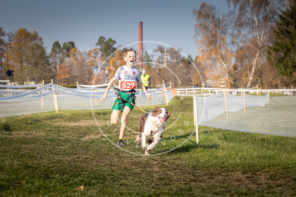 CaniXpix_0L8A8868 | Hundefotografie, Tierfotograf, Pfotenfotografie, Fotoshooting Hund, Hunde Portrait, Hundesport, Hundeportraits, Heideshooting, Hunde, Sportfotograf, Hundefotograf, Turnierhundsport, THS,  - Realisiert mit Pictrs.com