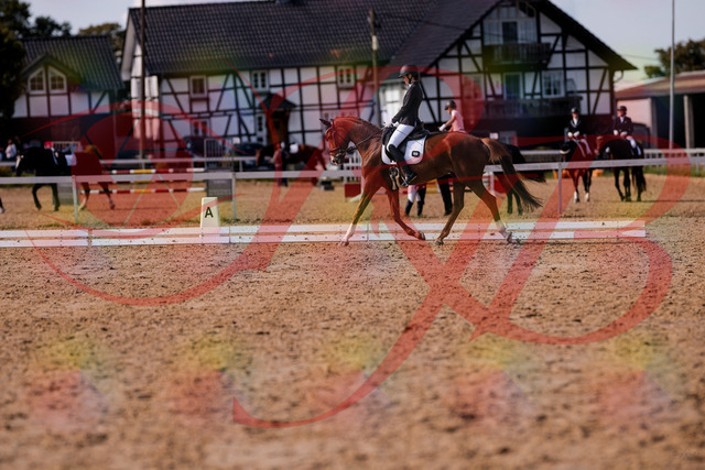 2026_10_03_Siefer-Hof_133143_Z81_86050746 | Professionelle Reitsport-, Turnier- und Eventfotografie von Robert Broda. Galerien mit ausgewählten und bearbeiteten Bildern direkt online ansehen und bestellen.