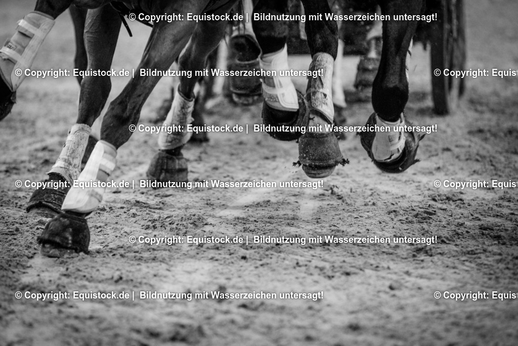 20151120_TOMsPiC_0334 | equistock