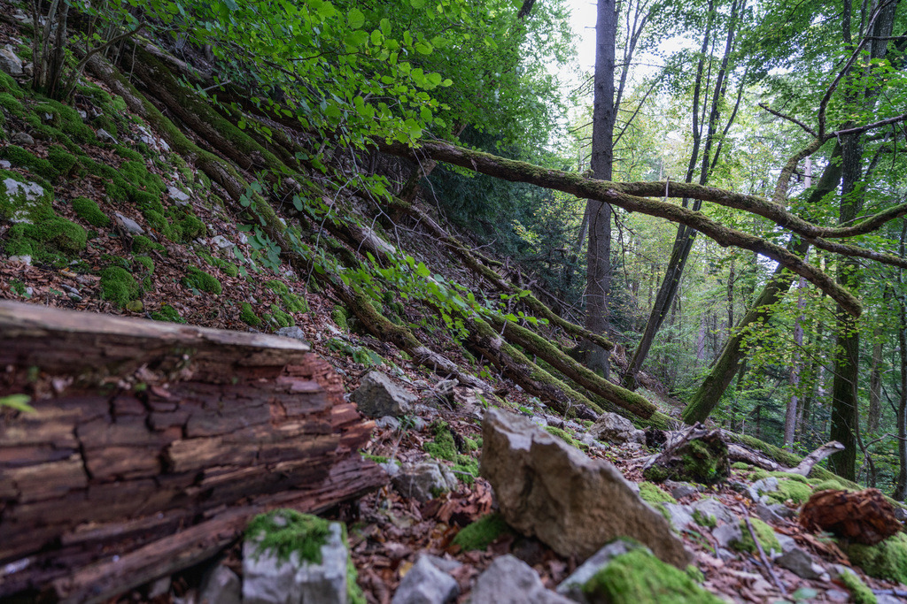 ZD250916093624 | Fotoshop von zweidimensional Fotografie. Ihr Fotograf im Aargau. Abzüge von Ihrem Fotobox Event bestellen.Abzüge von Ihrem Hochzeit bestellen.Abzüge von Ihrem Schulfotograf bestellen.