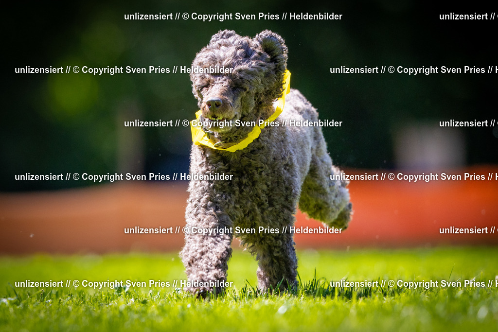 Sven Pries | 2025-08-10 - Hunderennen Durlach - Realisiert mit Pictrs.com