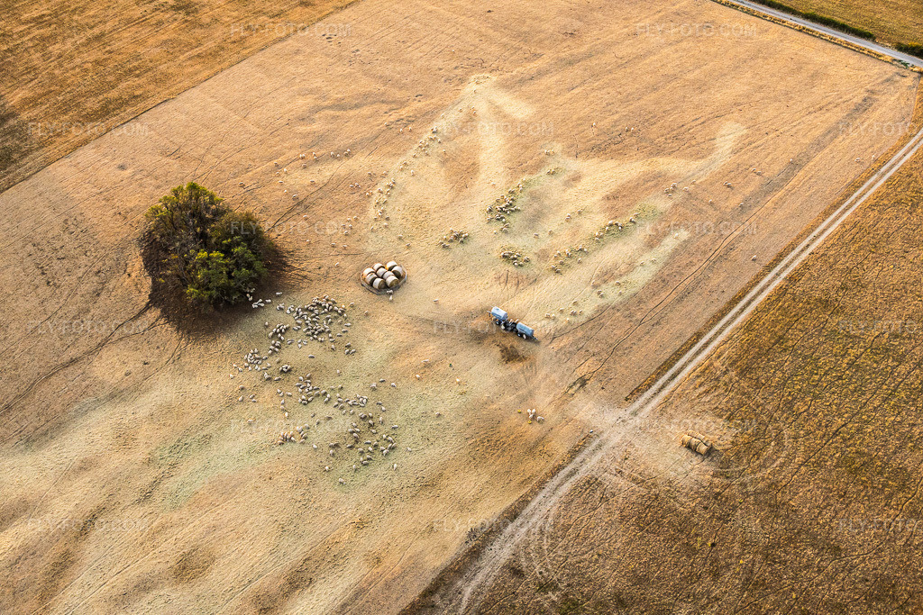 Aerial view: Flock of sheep from Ferme Rimmlinger grazing on completely parched meadows in Achen in the state Moselle, France. – Photo: IMG_158790.jpg taken on 08/15/2026 by Werner Riehm/FLY-FOTO.com – Resolution of the original: 6000 x 4000 px