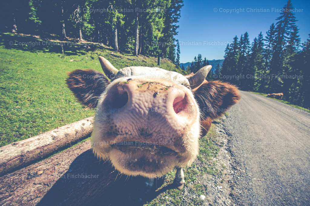 Fotos_Copyright_Chri_Fischbacher_Druck-147 | Bildershop Chri Fischbacher - Realisiert mit Pictrs.com