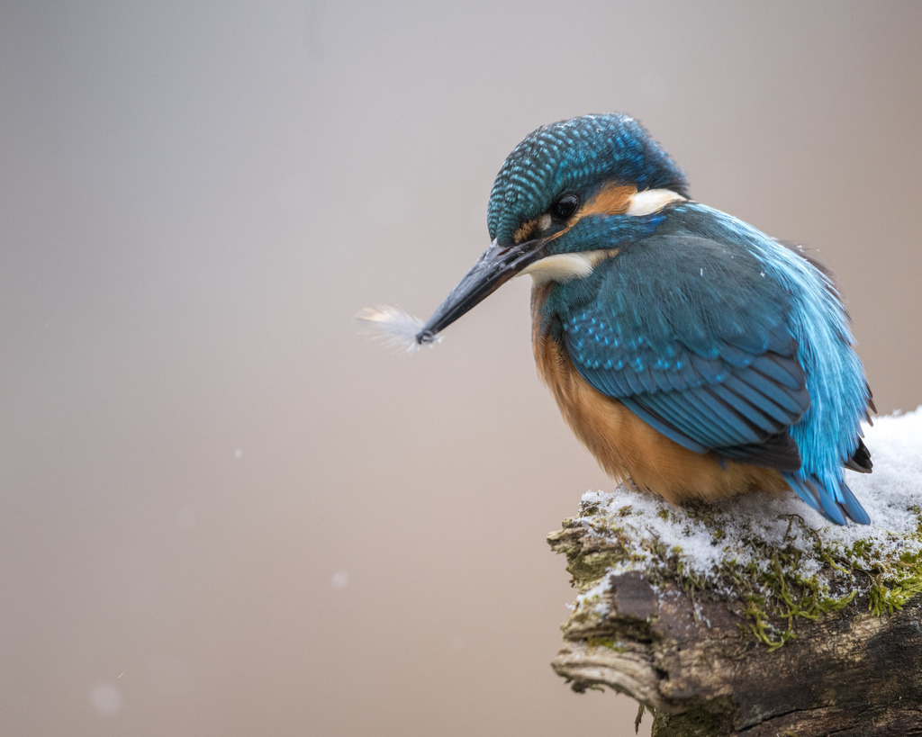 DSC_0240 | Ich bin Fotograf aus Neuburg an der Donau und spezialisiere mich auf Wildlife-Fotografie, Landschaftsaufnahmen und Portraits.Ob Hochzeit, Familienbilder oder Naturaufnahmen – ich fange echte Momente ein, die bleiben. 