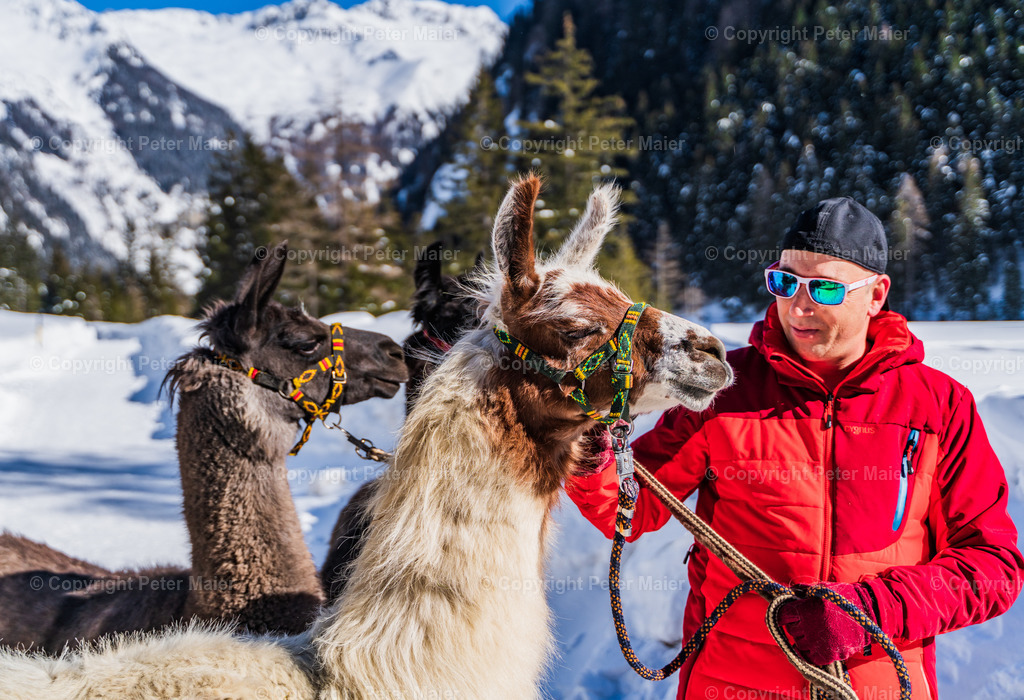 Lama_Wanderung_Winter_Familie_Stocker-170 | piet_flosse