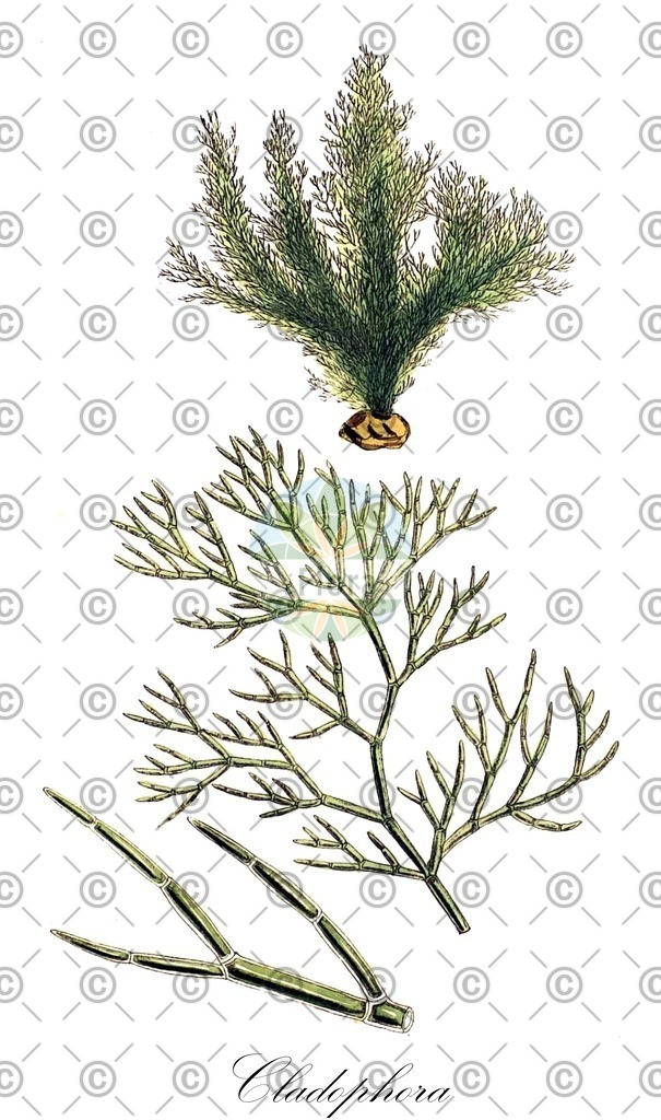 HistAbb_62LGP_3_ENZY_Simple | Historische Abbildung von Cladophora - Cladophoraceae (0) | Historical Illustration of Cladophora - Cladophoraceae (0)