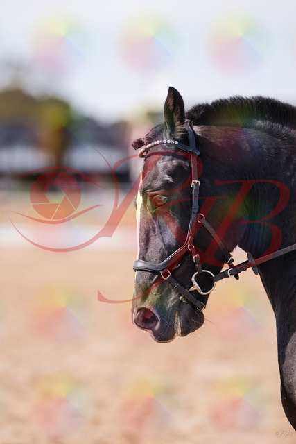 2026_10_03_Siefer-Hof_131855_Z81_67578898 | Professionelle Reitsport-, Turnier- und Eventfotografie von Robert Broda. Galerien mit ausgewählten und bearbeiteten Bildern direkt online ansehen und bestellen.