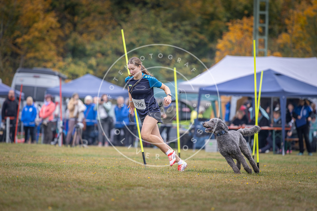 Pfotenfotografie_DV3A1052 | Hundefotografie, Tierfotograf, Pfotenfotografie, Fotoshooting Hund, Hunde Portrait, Hundesport, Hundeportraits, Heideshooting, Hunde, Sportfotograf, Hundefotograf, Turnierhundsport, THS,  - Realisiert mit Pictrs.com