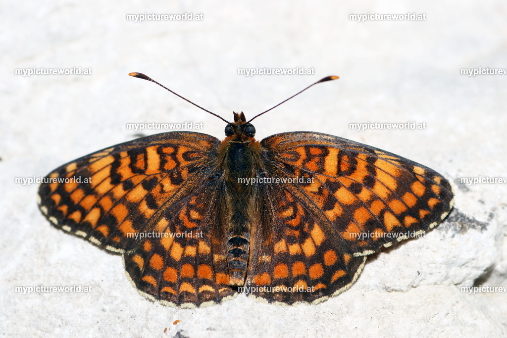 Melitaea phoebe-014 | Das Bilderarchiv über Tiere, Planzen und Landschaften. In der Bilddatenbank finden Sie ein große Auswahl an hochwertigen Bilder für Ihre Werbung - Realisiert mit Pictrs.com