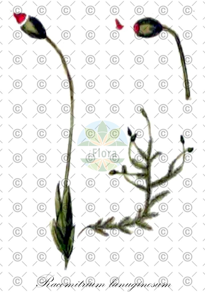 HistAbb_wfo-0000733714_1_ENZY_Simple | Historische Abbildung von Racomitrium lanuginosum - Grimmiaceae | Historical Illustration of Racomitrium lanuginosum - Grimmiaceae