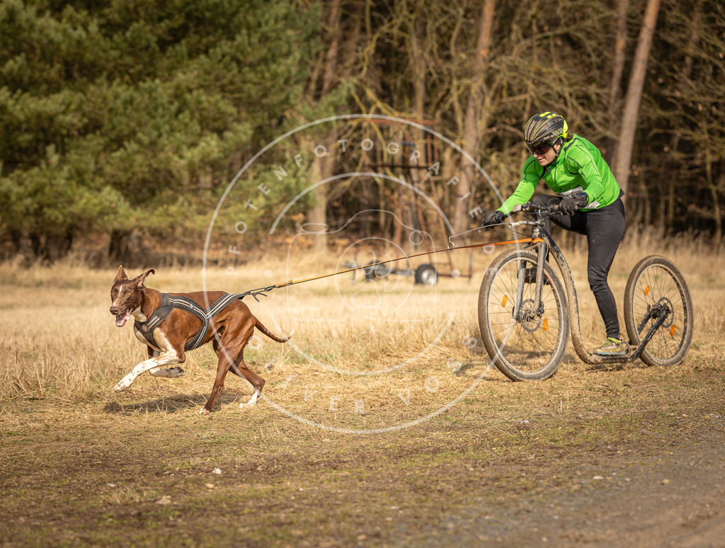 DV3A4795 | Hundefotografie, Tierfotograf, Pfotenfotografie, Fotoshooting Hund, Hunde Portrait, Hundesport, Hundeportraits, Heideshooting, Hunde, Sportfotograf, Hundefotograf, Turnierhundsport, THS,  - Realisiert mit Pictrs.com
