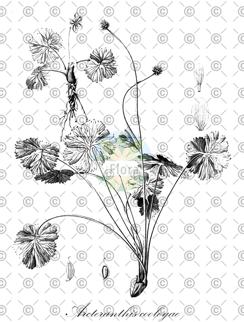 HistAbb_13702_8_FLORAD_SIMPLE | Historische Abbildung von Arcteranthis cooleyae - Ranunculaceae | Historical Illustration of Arcteranthis cooleyae - Ranunculaceae