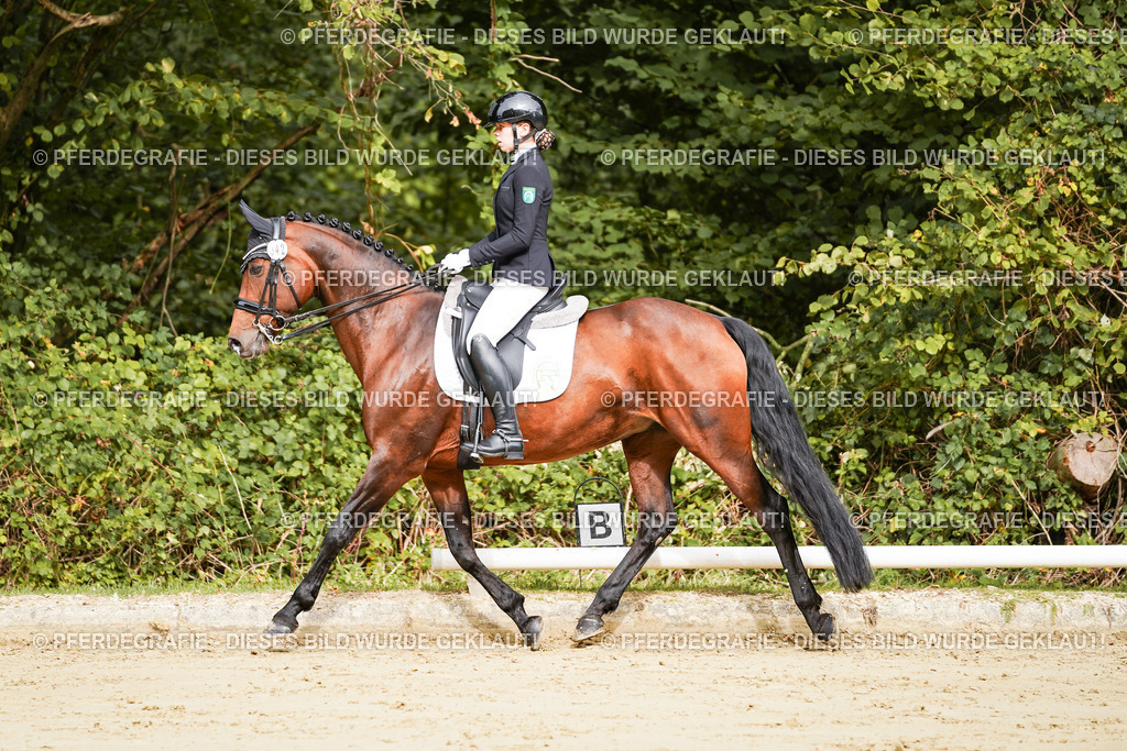 DSC01757 | Pferdegrafie