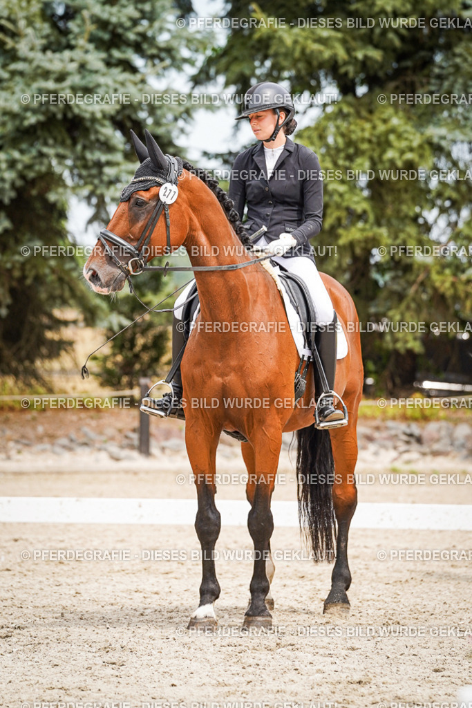 DSC04517 | Pferdegrafie