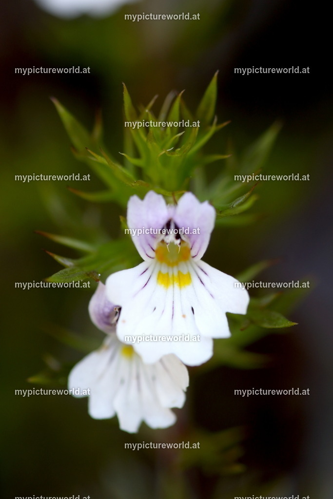 Krainer Augentrost-001 | Das Bilderarchiv über Tiere, Planzen und Landschaften. In der Bilddatenbank finden Sie ein große Auswahl an hochwertigen Bilder für Ihre Werbung - Realized with Pictrs.com