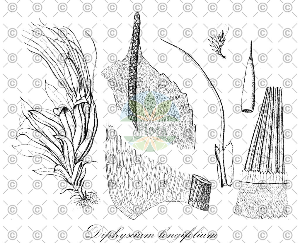 HistAbb_wfo-0000864840_1_ENZY_Simple | Historische Abbildung von Diphyscium longifolium - Diphysciaceae | Historical Illustration of Diphyscium longifolium - Diphysciaceae