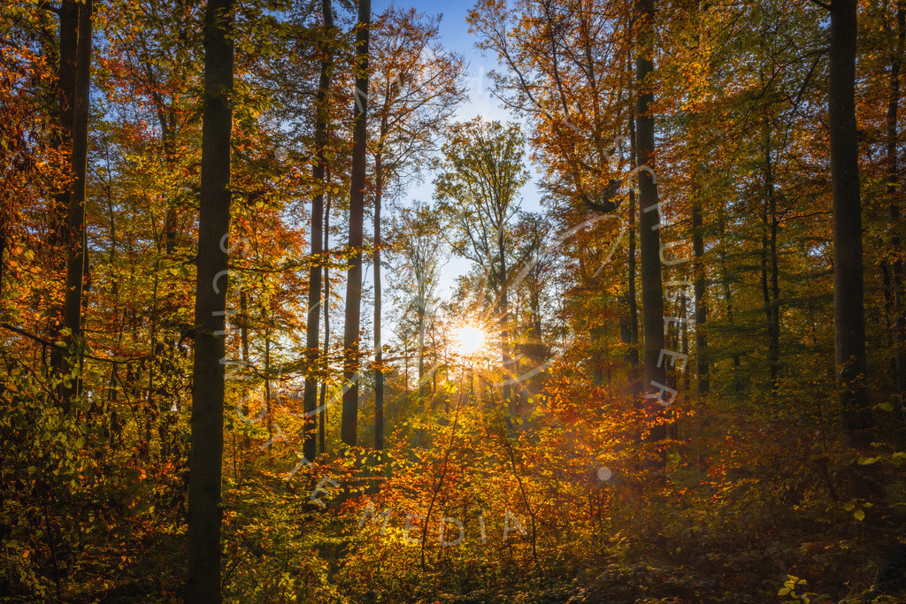 2024-11-01 Herbst Hemmingen Zeilwald 001 | Schwotte Media - Realisiert mit Pictrs.com