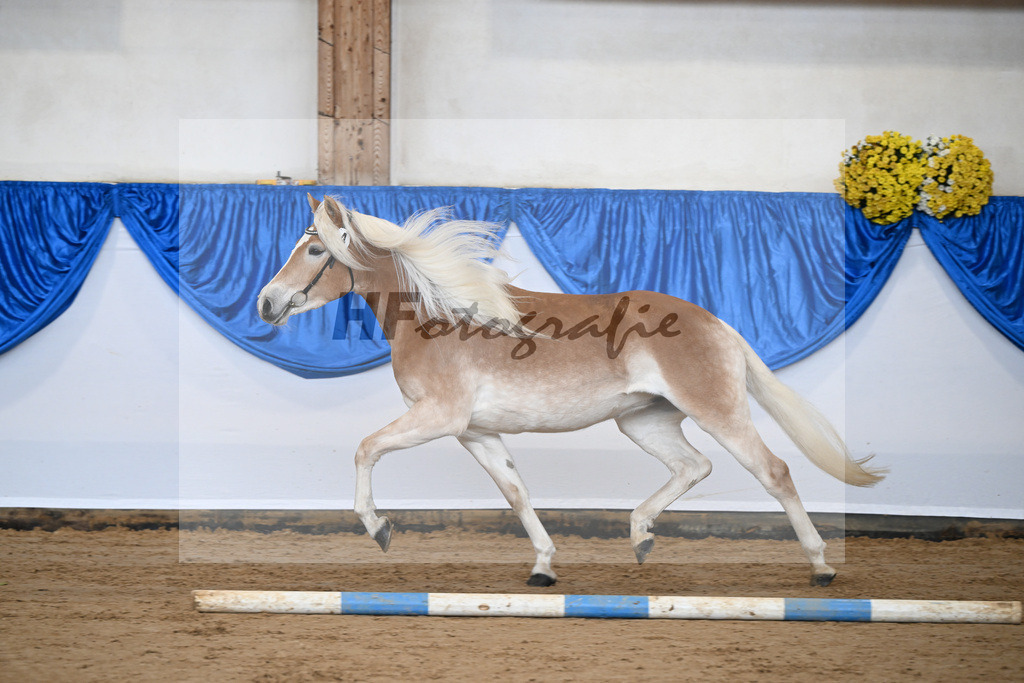 Bl. Band Kat-Nr. 4 Lavanna KF v. Stubenkoenig_Karsten_48251274 | hf-fotografie - Realisiert mit Pictrs.com