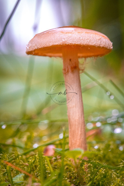 Kleiner Pilz mit rötlich-orangenen Hut | Ein kleiner Pilz mit einem rötlich-orangenen Hut auf der Wiese - Realisiert mit Pictrs.com